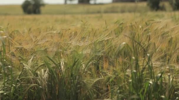 paysage de champ de blé mûr