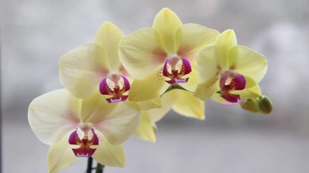 Vackra gula orkidéer — Stockvideo