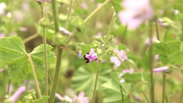 Bumblebee εντόμων σε ροζ λουλούδι — Αρχείο Βίντεο