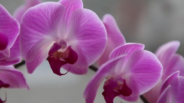 Hermosas orquídeas rosadas — Vídeos de Stock