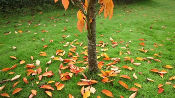 Bel arbre d'automne — Video