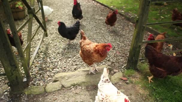 Chickens near farm house — Stock Video