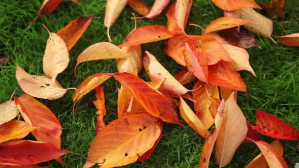 Herbstblätter auf Gras — Stockvideo