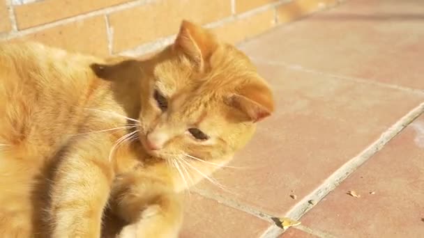 Slow motion cat playing with dry pumpkin — ストック動画