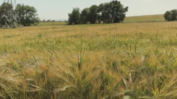 Krajobraz dojrzałego pola pszenicy — Wideo stockowe