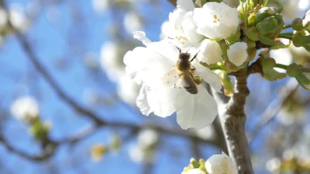 Ape che sorvolano fiori di ciliegio — Video Stock