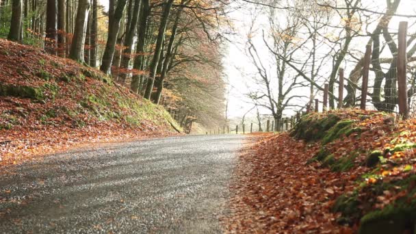 Autumn rural road — Wideo stockowe