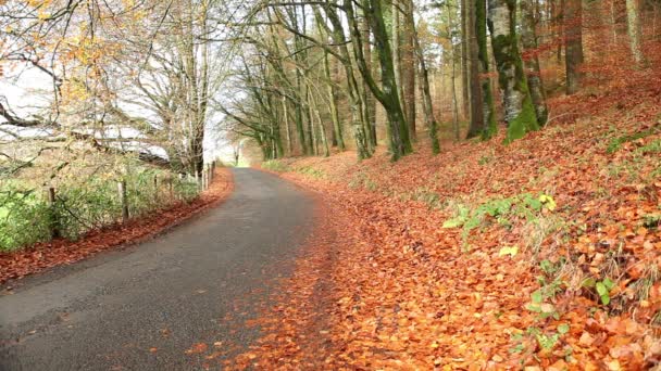 Осенняя сельская дорога — стоковое видео
