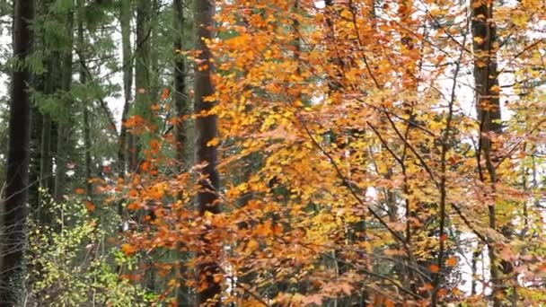 Hermoso árbol de otoño — Vídeo de stock