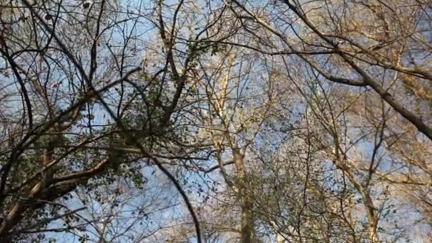 Çıplak ağaçların dalları ve gökyüzü — Stok video