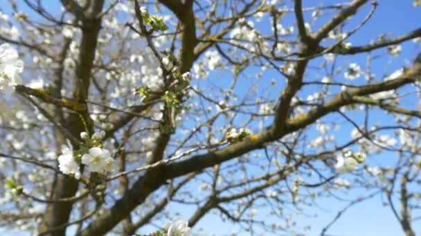 Bijen vliegen over de bloemen van de kersenboom — Stockvideo