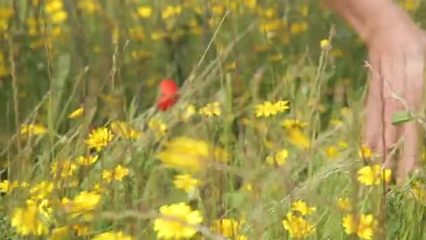 在红色罂粟花领域女性手 — 图库视频影像