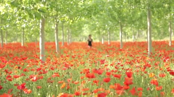 Mujer caminando en el campo de amapolas — Vídeo de stock