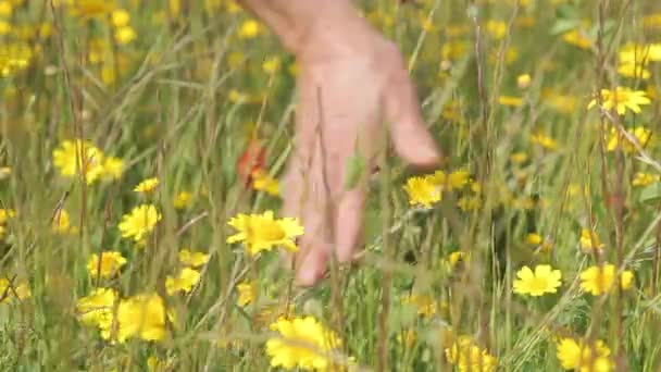 Vrouwelijke hand in rode papavers veld — Stockvideo