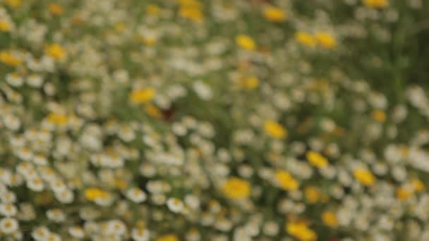 Champ de fleurs sauvages colorées 