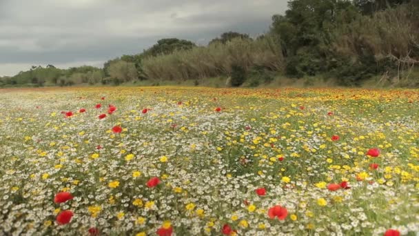 Campo de flores silvestres coloridas — Vídeo de Stock