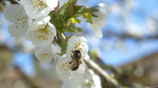 Méh repül virágok cseresznye fa — Stock videók