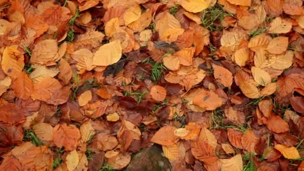 Золота осінь листя — стокове відео