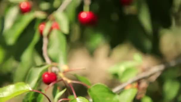 Спелые вишни на дереве — стоковое видео