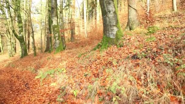 Beautiful autumn forest nature — Stock Video