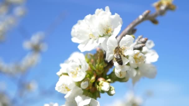 Kiraz ağacı çiçek üzerinde uçan arı — Stok video
