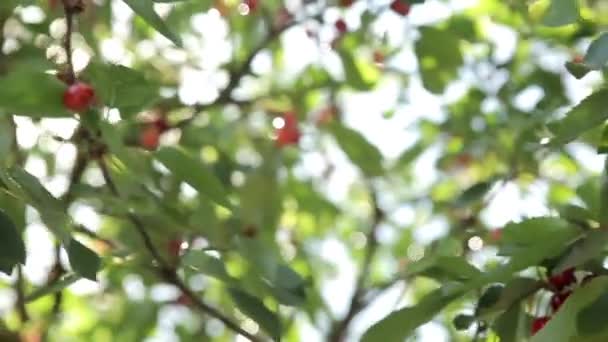 Cerezas maduras en un árbol — Vídeos de Stock