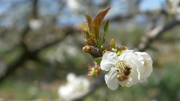 蜜蜂飞越樱桃树的花朵 — 图库视频影像