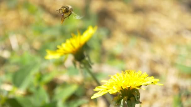 Bee on yellow dandelion flower — Stock Video