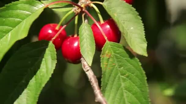 Cerezas maduras en un árbol — Vídeo de stock