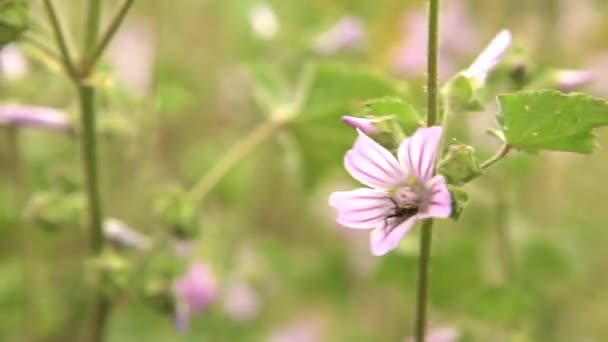 花で野生のクモは昆虫 — ストック動画