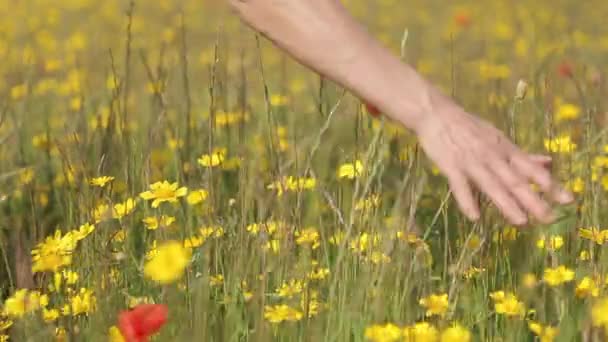 Mano femenina en campo de amapolas rojas — Vídeos de Stock