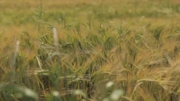 Campo de trigo maduro paisaje — Vídeos de Stock