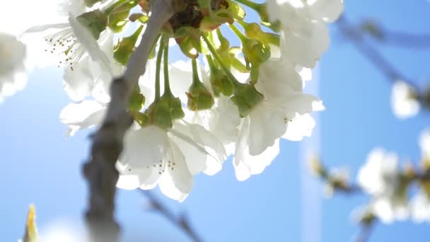 Abeille volant au-dessus des fleurs de cerisier 