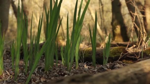 Plantas verdes en el bosque — Vídeos de Stock