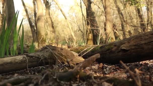 Lente Forest Slider — Stockvideo