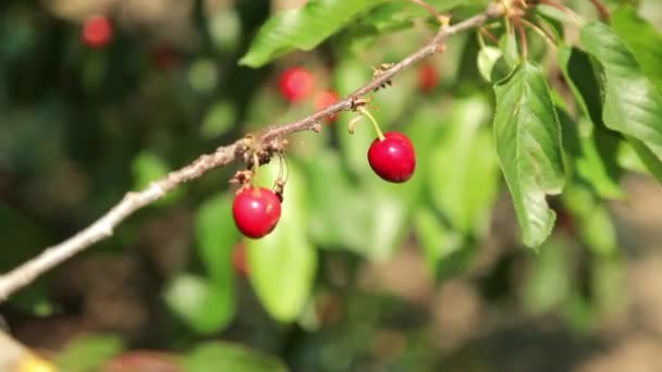 Ripe cherries on a tree — Stock Video