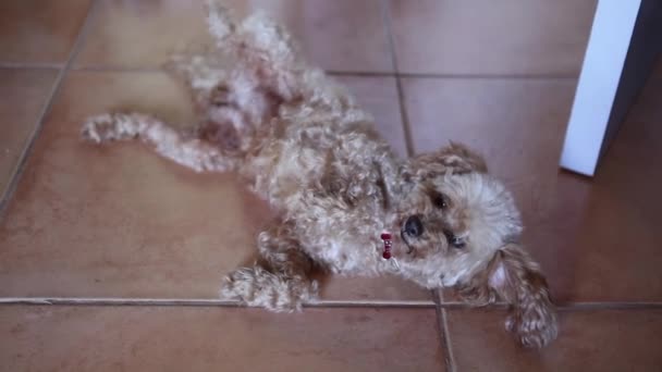 Poodle puppy lying on floor — Stock Video