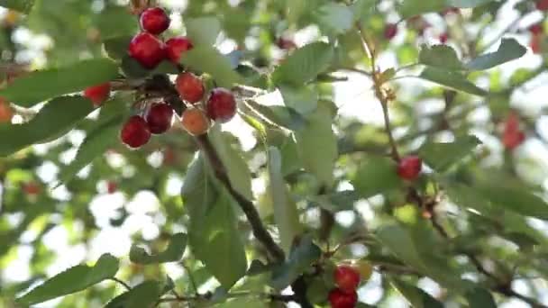 Dojrzałe wiśnie na drzewie — Wideo stockowe