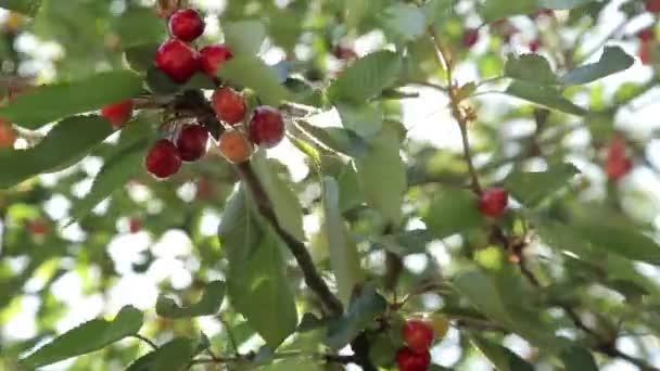 Ripe cherries on a tree — Stock Video