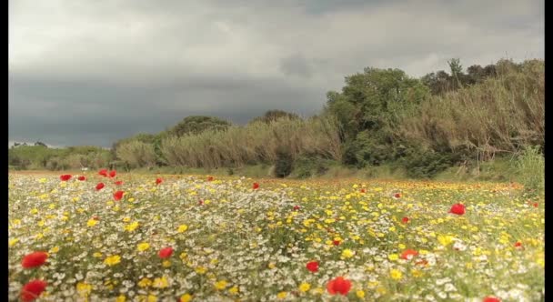 Rode papavers veld — Stockvideo