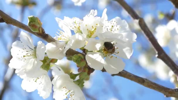 Bijen vliegen over de bloemen van de kersenboom — Stockvideo