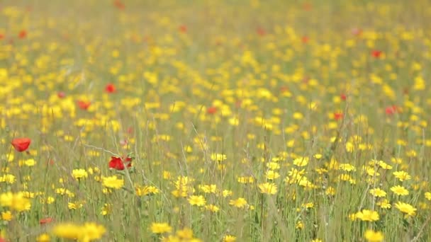 Champ de fleurs sauvages colorées — Video