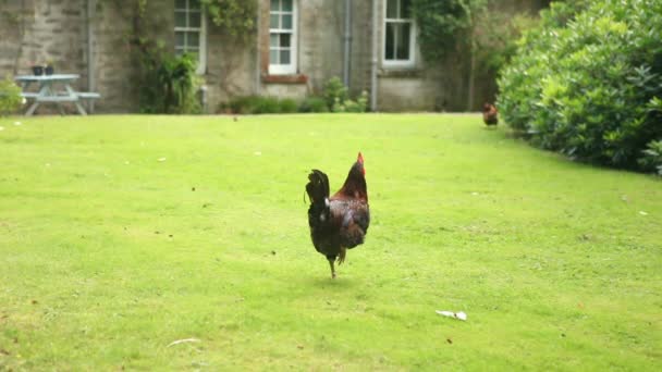 Gallo caminando sobre hierba — Vídeos de Stock