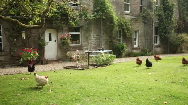 Pollos caminando cerca de casa de campo — Vídeos de Stock