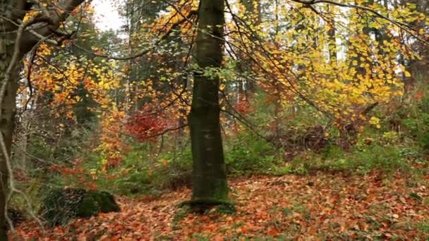 Piękne drzewo jesień — Wideo stockowe