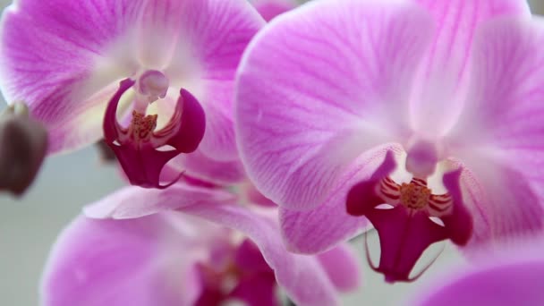 krásné růžové orchideje