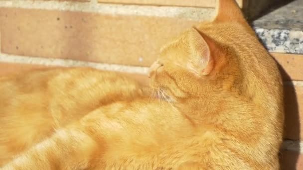Повільний рух кішки очищення себе — стокове відео