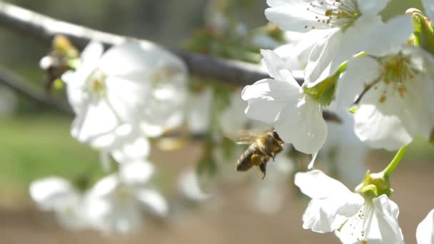 Abelha voando sobre flores de cerejeira — Vídeo de Stock