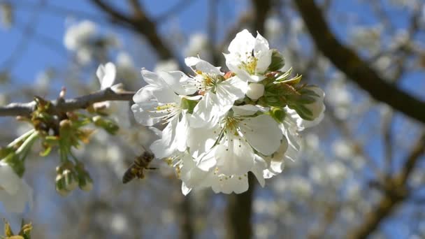 Abeja volando sobre flores de cerezo — Vídeo de stock