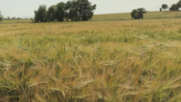 Campo de trigo maduro paisaje — Vídeos de Stock